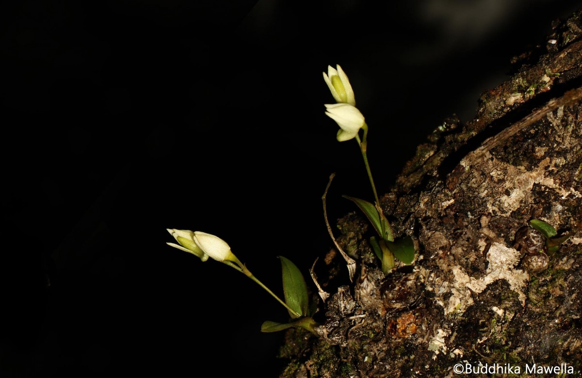 Dendrobium diodon Rchb.f.